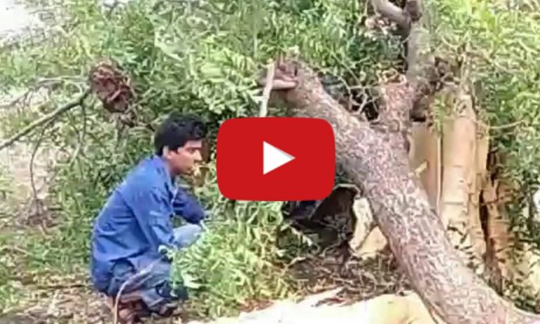 आकाशीय गाज से पेड़ के परखच्चे उड़ गए !