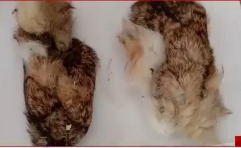 जब खाल के परीक्षण की रिपोर्ट आएगी तब उसकी खबर विभाग द्वारा दबा ली जाएगी।