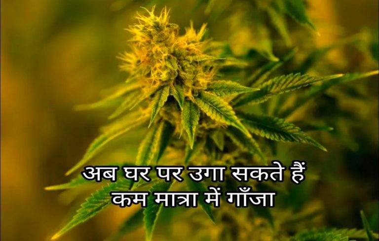 घर पर कम मात्रा में गांजा उगाना अपराध नहीं होगा