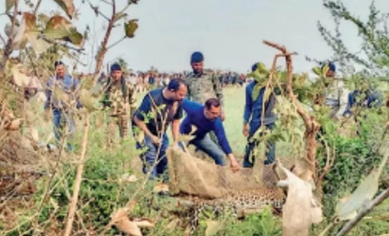 सागर: जिले में एक बार फिर तेंदुआ संकट में नजर आया, रेस्क्यू के नाम पर घंटो इंतजार