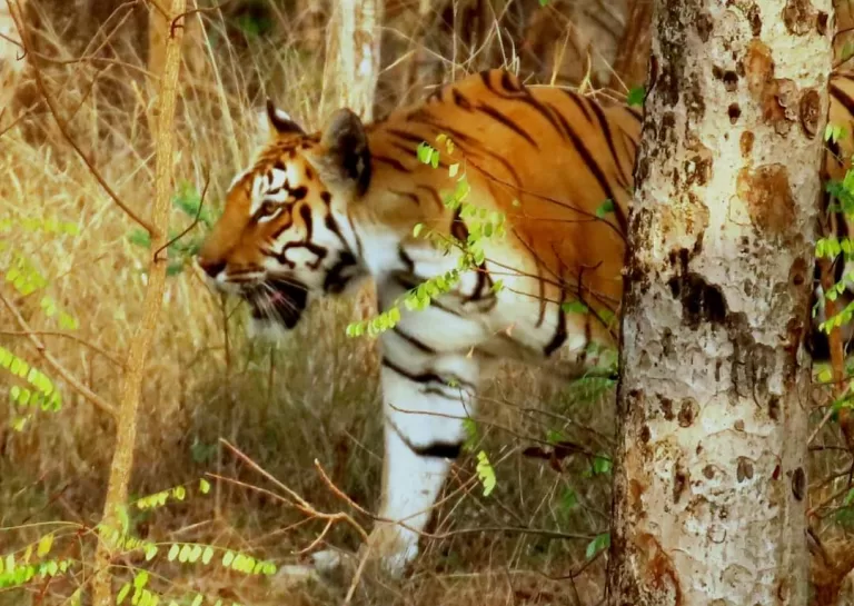 MP: बांधवगढ़, कान्हा, सतपुड़ा और पेंच जंगल और प्रदेश टाइगर स्टेट बना