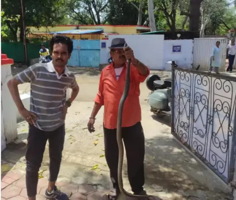 मजिस्ट्रेट के बगले में गुसा 6 फिट लंबा सांप, मुश्किल से आया हाथ