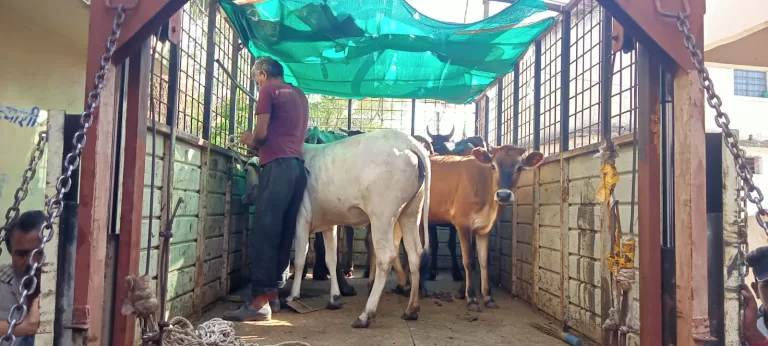 पशु विचरण मुक्त सागर क्षेत्र  की डेयरियों से  20 पशुओं को शहर से भेजा बाहर कार्रवाई निरंतर जारी रहेगी