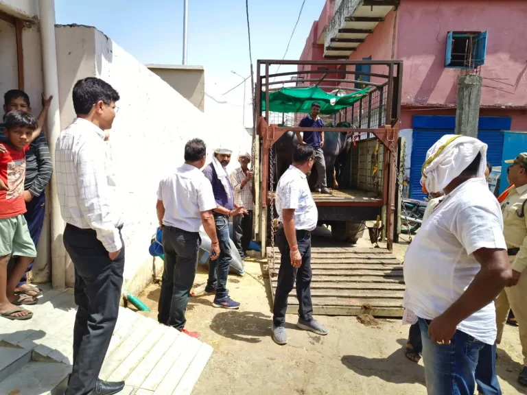 डेरी विस्थापन: भगवान गंज क्षेत्र की इन डेरियो से 35 मवेशियों को शहर से भेजा गया बाहर