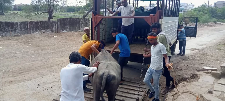 डेयरी संचालकों को शहर से बाहर डेयरी विस्थापन करने मान मनौव्वल जारी