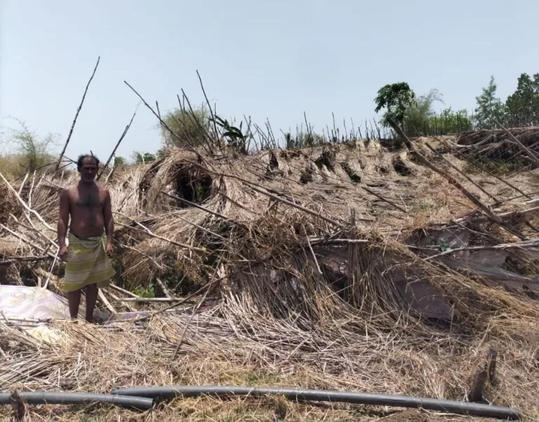 ओलावृष्टि से पान बरेजे हुए नष्ट पीड़ित किसानों ने दिया तहसीलदार