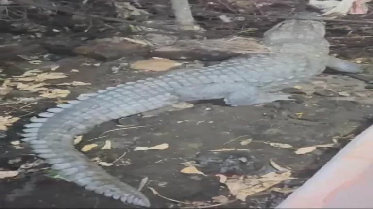 शादी की दावत के बीच जब पहुंचा मगरमच्छ, तो फिर लोगो ने किया यह काम…