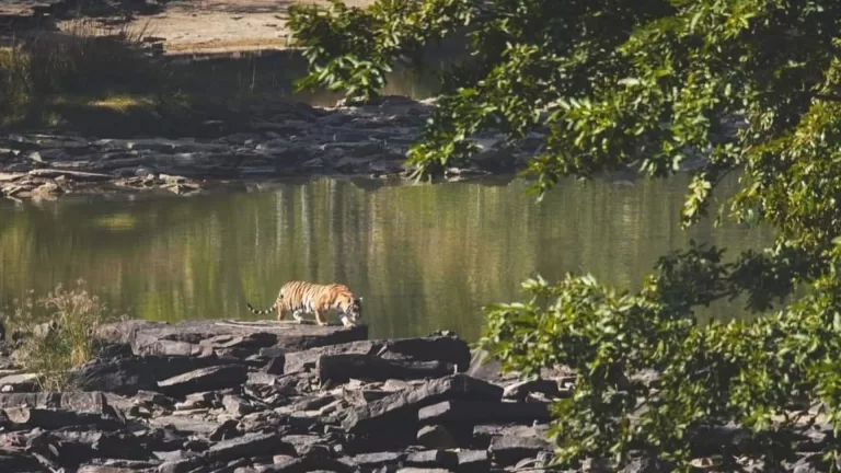 नौरादेही अभ्यारण में पर्यटकों का प्रवेश बंद ,करना होगा अब इतना इंतजार
