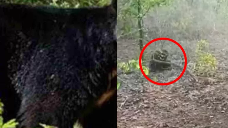 नौरादेही  अभयारण्य में 20वर्षीय मादा भालू की मौत , जानिए वजह….