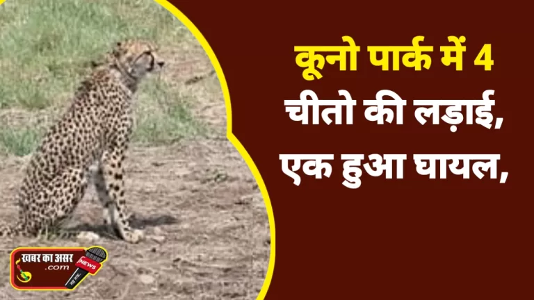 कूनो पार्क में 4 चीतो की लड़ाई, झगड़ रहे चीतों को छुड़ाने के लिए सायरन बजाए गए, जाने फिर क्या हुआ