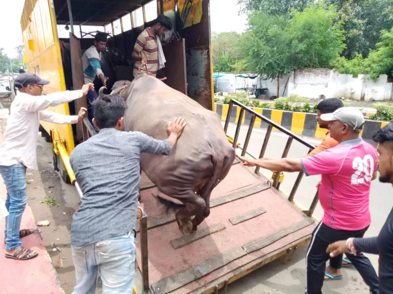 पशु विचरण मुक्त क्षेत्र सागर से 33 भैंसों की 3 डेयरियॉं शहर से बाहर शिफ्ट की गई