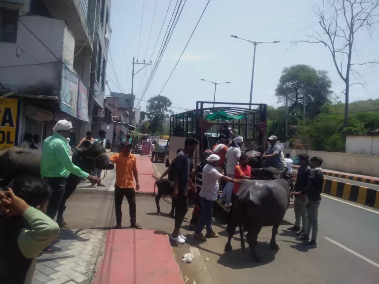 दिन रात का अभियान जारी: समय रहते पहुँचे विस्थापन स्थल,रियायत नही- निगमायुक्त