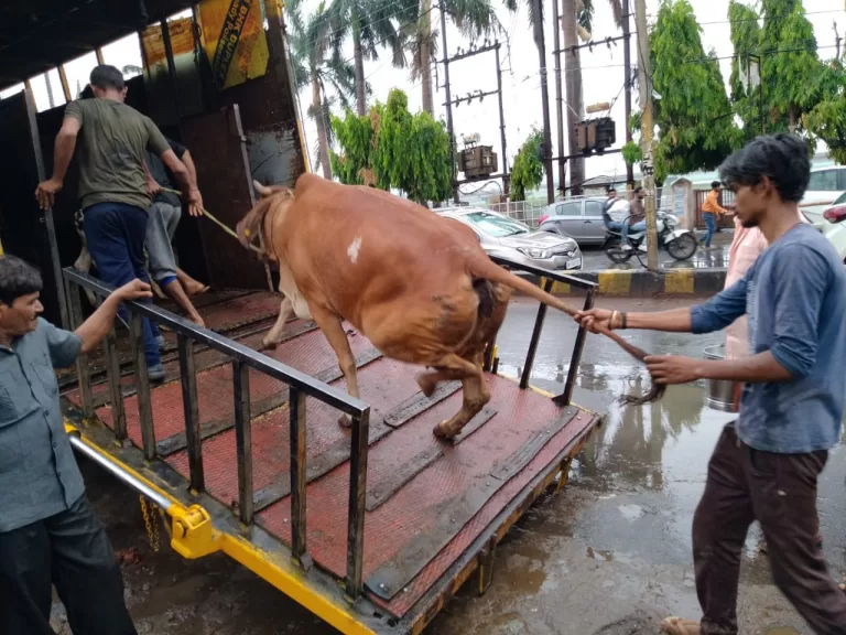 समय पर पशु मालिक डेरी शिफ्ट कर ले अन्यथा गौशालाओं में भेजे जाएंगे पशु