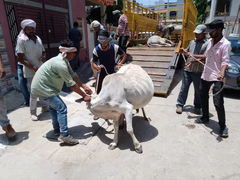 पशु विचरण मुक्त क्षेत्र सागर के तहत 73 पशुओं को शहर से बाहर शिफ्ट किया