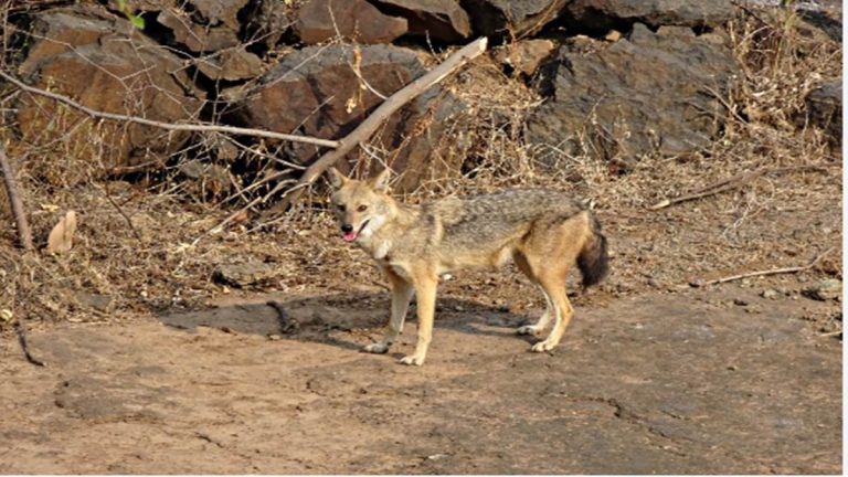 एयरपोर्ट में घुसे 2 सियार ,मचा हड़कंप