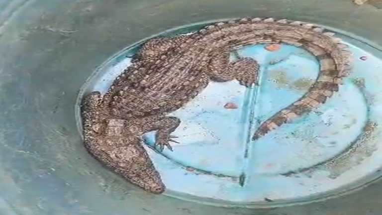 नही पहुंची वन विभाग की टीम तो घर के लोगो ने ही पकड़ा मगरमच्छ,