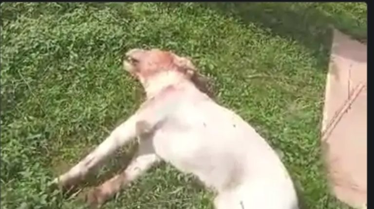 भौंकने की आवाज से परेशान होकर पालतू कुत्ते को पीट पीट कर मार डाला 