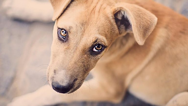 झाड़ियों में पड़े नवजात के शव को कुत्तों ने नोंच लिया, बिन ब्याही मां द्वारा नवजात को फेंकने की अशांखा