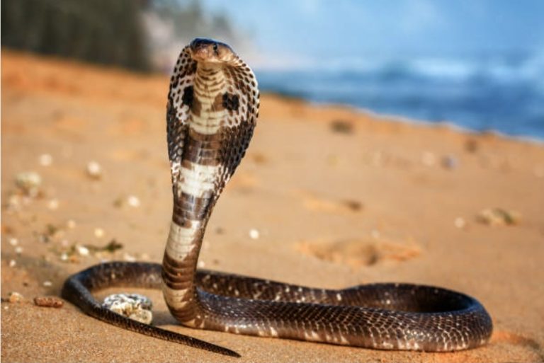 पिता पुत्र को सांप ने काटा,पुत्र की हुई मौत , पिता की हालत गंभीर 