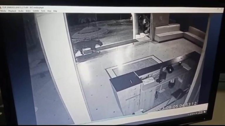 कॉलेज परिसर में बाघिन घुसने से अफरा तफरी मच गई 