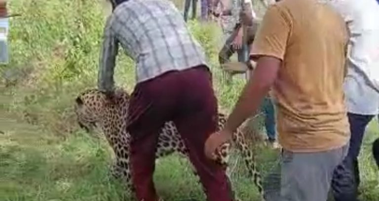 MP: रिहायशी इलाके में घुसा तेंदुआ, लोगो ने पकड़ा और की सवारी