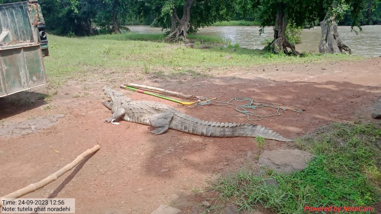 खेत में बने कुएं में 3 दिन से था मगरमच्छ, वन विभाग की टीम ने रेस्क्यू कर बाहर निकाला 