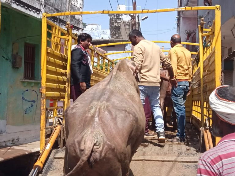 डेयरी विस्थापन कार्रवाई के तहत तीन डेयरी की 30 भैंसों को शहर से बाहर शिफ्ट किया