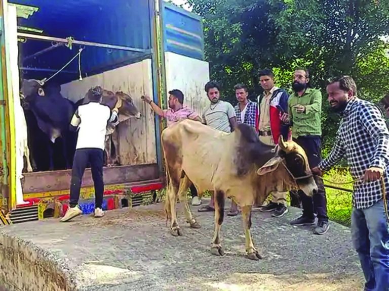 पार्सल कंटेनर में भरकर काटने जा रही 36 गौ वंश को गौभक्तो ने भेजा गौशाला