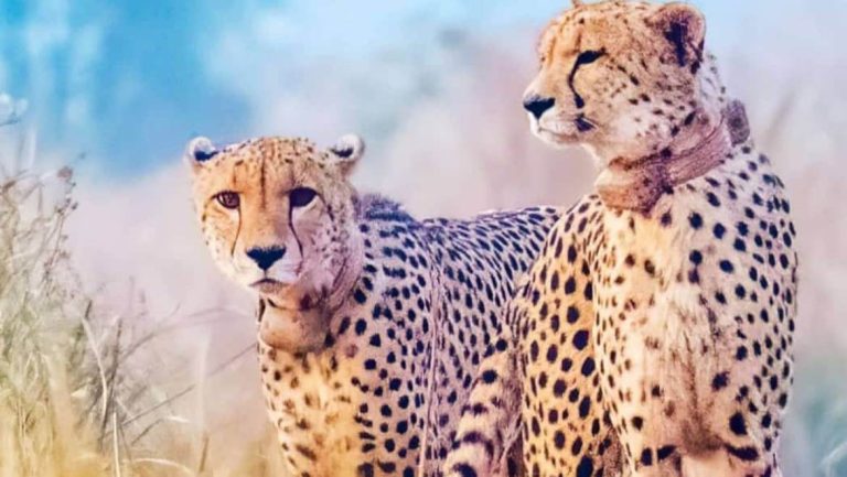 पर्यटकों के लिए खुशखबरी, कूनो के दो गेट खुले, चीतों के दीदार के लिए करना होगा इंतजार