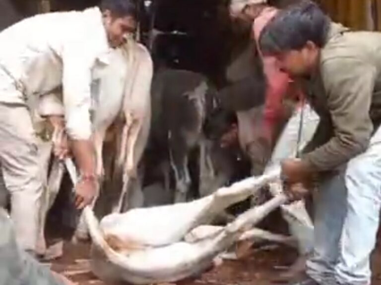 सागर पुलिस ने मवेशियों से भरा कंटेनर पकड़ा