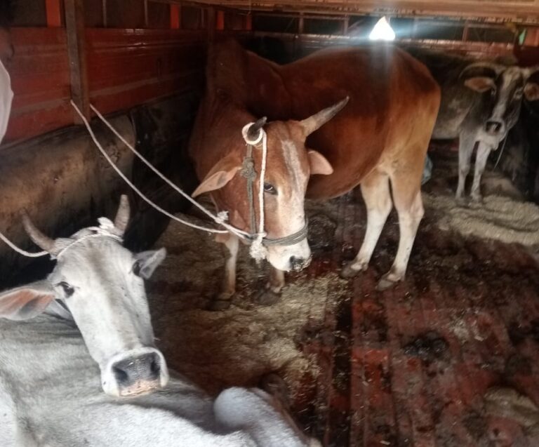 सागर: पुलिस ने पीछा करके मवेशियों से भरा ट्रक पकड़ा, दो आरोपी गिरफ्तार