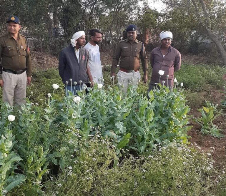 MP:  खेत में लहलहाते मिले अफीम के 270 हरे पेड़, पुलिस ने की कार्यवाई