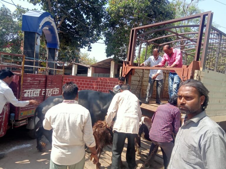 सागर में पशुपालक संघ अध्यक्ष की 12 भैंसों को निगम टीम ने जप्त किया