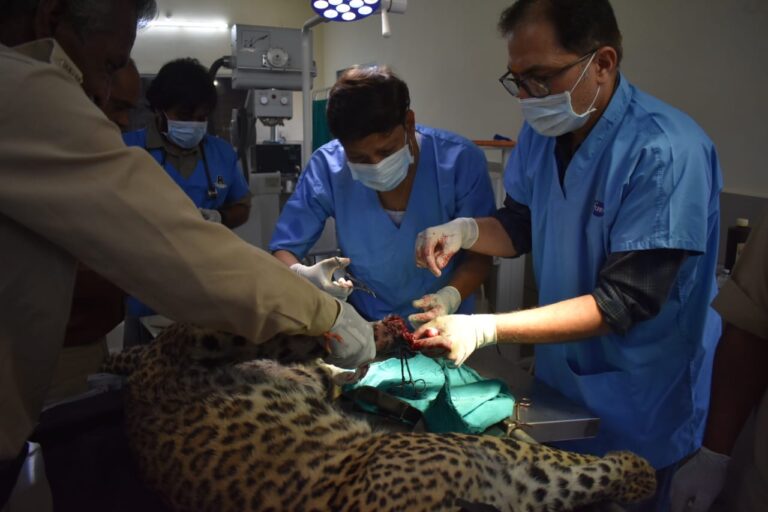 MP News: घायल अवस्था में मादा तेंदुआ को रेस्क्यू कर वन विहार लाया गया