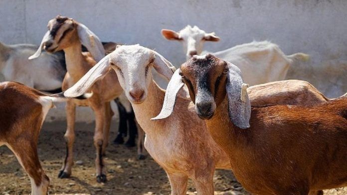 goat_farming5556-sixteen_nine
