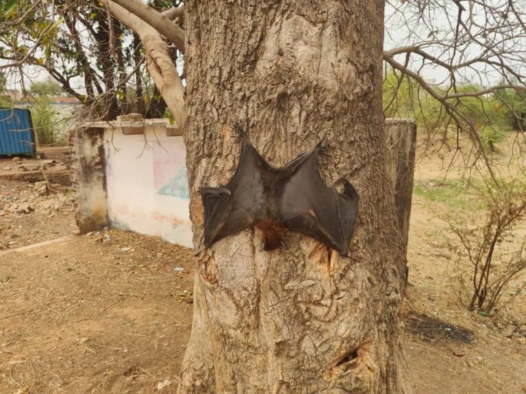 इसे गर्मी का सितम कहे या कोई अनहोनी ! पेड़ो से चिपके मिल रहे चमगादड़ों के शव 