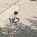 “सुभाष नगर में कोबरा रेस्क्यू: सांप का जोड़ा नेवले से बचकर भागा, 6 फीट लंबा कोबरा पकड़ा गया”