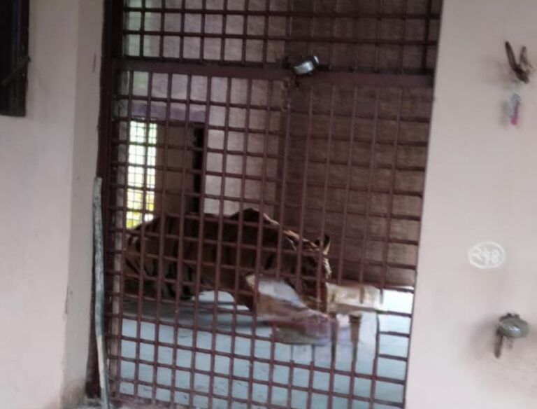 MP: नर बाघ शावक को पेंच टाइगर रिजर्व से वन विहार लाया गया