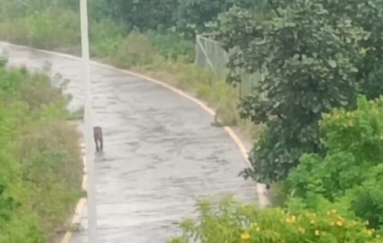 सागर में विश्वविद्यालय छात्रावास के पास तेंदुआ दिखा, वन विभाग की टीम मौके पर