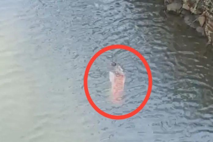 IMG-20241021-WA0004_copy_900x600