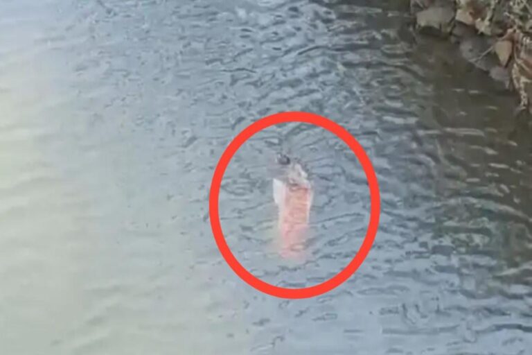 बंडा में दुधमुंही बच्ची का शव मिला पुलिस छानबीन शुरू