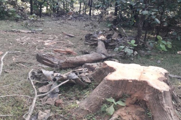 IMG-20241103-WA0029_copy_900x600