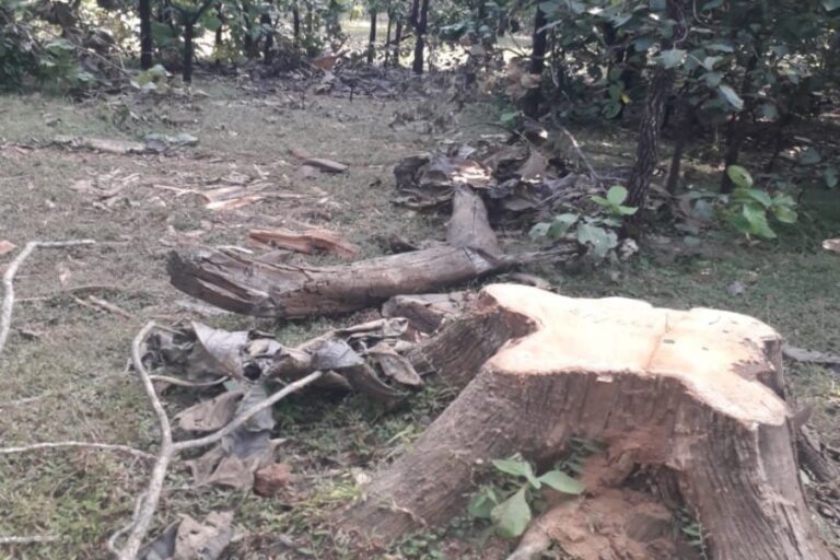 सागर में जंगल में पेड़ो की कटाई जारी, वन विभाग को खबर नही !