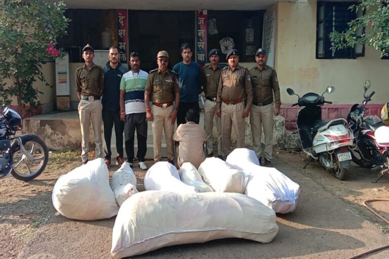 सागर में पुलिस ने खेत में लगे अवैध गांजे के 92 पौधे जप्त किये