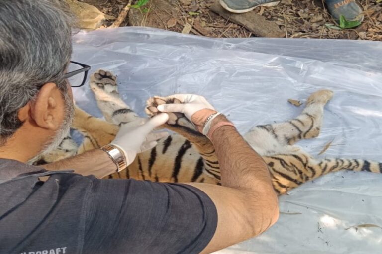 MP News: टाइगर रिजर्व में बाघ शावक मृत पाया गया