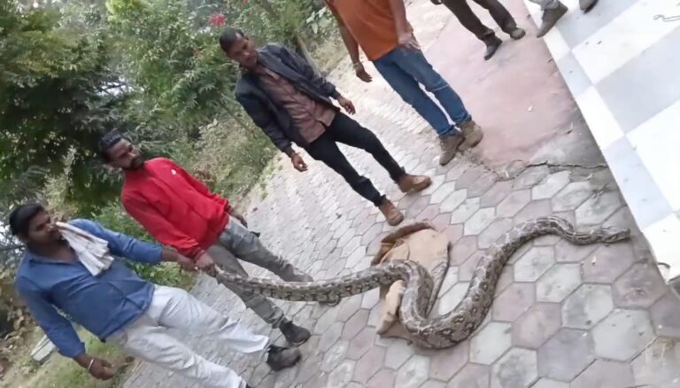 सागर में विशाल अजगर देख उड़े होश, मचा हड़कंप, तीन घंटे बाद स्नेक कैचर की टीम ने काबू में किया