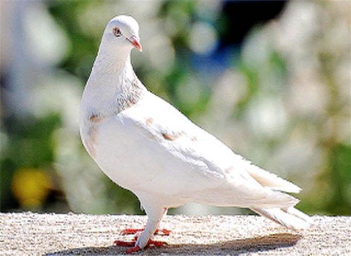 Messengerpigeon