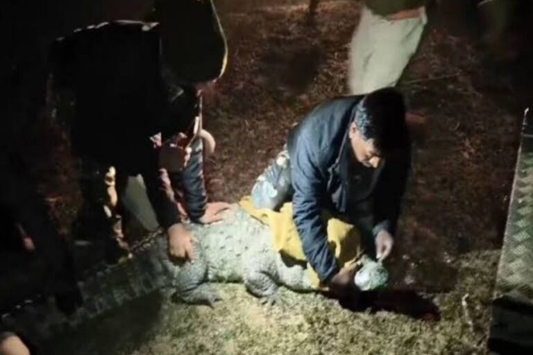 Sagar: बंगले में मिले 4 मगरमच्छों पर वन विभाग ने किया मामला दर्ज