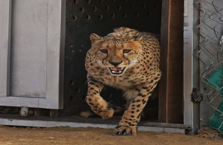 MP News: चीतों के लिए तैयार किया 89 सौ हेक्टेयर का एरिया 