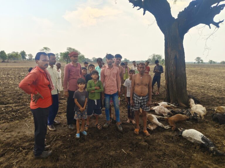 आकाश से गिरी आफत ने छीनी 14 बकरियों की जिंदगी !